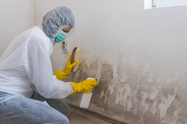 Best Local Mold Removal Service  in East Hills, NY