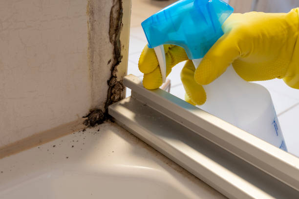Best Mold Cleaning Services  in East Hills, NY