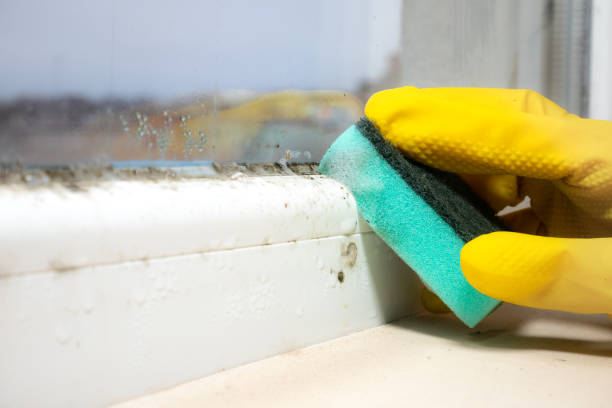 Best Office Mold Removal Services  in East Hills, NY