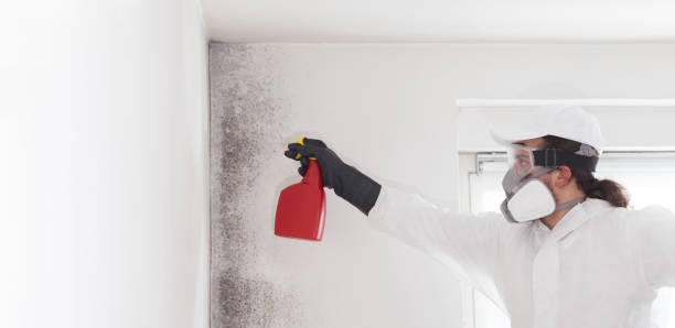 Professional Mold Removal in East Hills, NY
