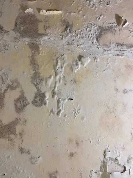 Best Affordable Mold Removal  in East Hills, NY