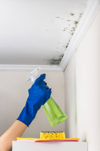 Best Residential Mold Removal  in East Hills, NY